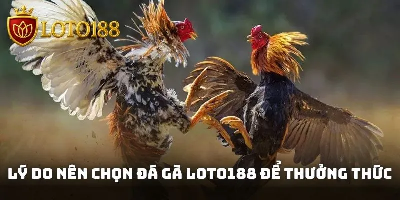 Lý do nên chọn đá gà Loto188 để thưởng thức và cược kiếm thưởng